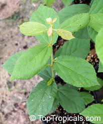 Image result for Grewia flavescens