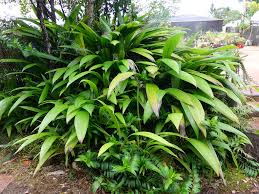 Image result for Curculigo