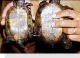 Most of the gender identifying the identification will be easier if you have two different gender baby turtles for comparing. Male Left And Female Right Terrapins Show The Difference In Tail Download Scientific Diagram