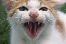 Image result for Cat Bite