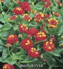 American Red Bush Lantana Lantana Landscaping With Rocks Flower Pots