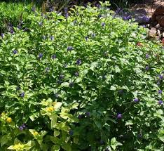 Image result for Stachytarpheta indica