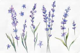 Wild Field Lavender Watercolor Set Graphic By Mystocks Creative Fabrica Lavendel Farbe