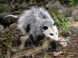 Image result for Dolichos junodii