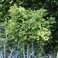 Thalictrum, hydrangea and the last light of yorkshire day. Kugel Ginkgo Ginkgo Biloba Mariken Baume Garten Pflanzen Ginkgobaum