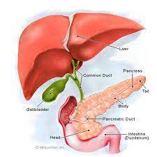 Spaying your cat will drastically reduce their chance of getting mammary cancer. Pancreas All Feline Hospital Located 2300 S 48th St Suite 3 Lincoln Ne 68506