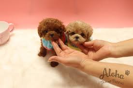 We want everyone to enjoy life with a new puppy or kitten, therefore we make it easy for you to own your new puppy or kitten with payment plans. Pin On Puppies