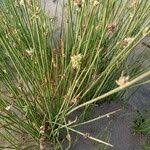 Image result for Cyperus laevigatus