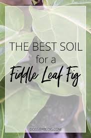 Poor soil can cause problems with root aeration, bring fungus or bacteria into your plant's root system, or harm your plant with salts or other chemicals. Guide To Fiddle Leaf Fig Soil Repotting Dossier Blog