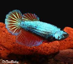 The dragon scale betta fish has a strong full bodied color with body scales resembling those of a lizard or a dragon. Premium Female Dragonscale Halfmoon Betta Fish