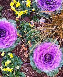 The Beautiful Bright Leaves Of Song Bird Red Flowering Kale Paired With Pansies And Violets Provide A Much Pretty Flowers Habitat Garden Butterfly Habitat