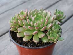 Graptoveria Bashful World Of Succulents Succulents Types Of Succulents Plants Cacti And Succulents