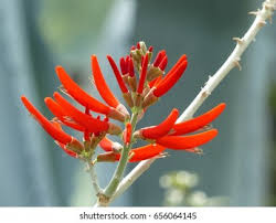 Image result for Commelina albescens