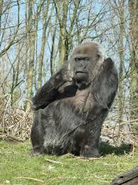 Gaia zoo ( august 2020) by günter hentschel. Gaia Zoo Kerkrade The Netherlands Monkey Animals Zoo