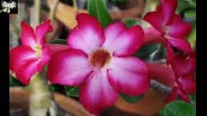 We did not find results for: Cuidado Y Cultivo De La Rosa Del Desierto Planta De Interior Youtube