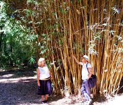 Bambusa Multiplex Alphonse Karr Bamboo Privacy Hedge Clumping Bamboo Hedge Trees