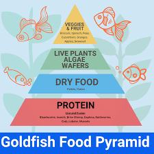 What Do Goldfish Eat Goldfish Like To Eat Feeding Goldfish