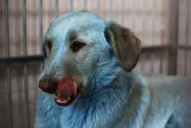 This is a collection of photos and pictures of dogs and puppies by breed submitted by viewers of our site. Stray Dogs With Bright Blue Fur Found In Russia Reuters Com