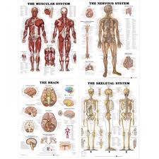 laminated chart bundle muscular skeletal brain and nervous system