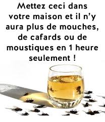 Mettez Ceci Dans Votre Maison Et Il N Y Aura Plus De Mouches De Cafards Ou De Moustiques En 1 Heure Seulement Cleaning Cleaning Hacks Clean Dishwasher