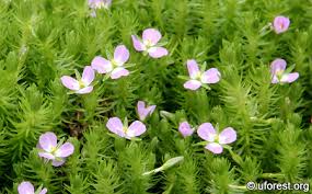 Image result for Mayaca