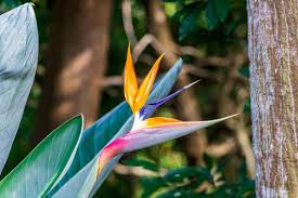 Birds of paradise thrive between september and may. Bird Of Paradise Flower Strelitzia Types How To Grow And Care Florgeous
