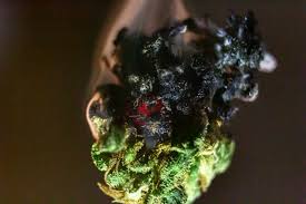 Learn about the interview process, employee benefits, company culture and more on indeed. 4 Marijuana Stocks Could Soon Face Delisting Nasdaq