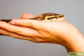 Come Prendere un Serpente Domestico: 9 Passaggi