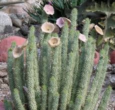 Image result for Hoodia