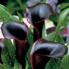 Pin On Flowers