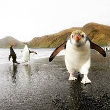 Kjetil Schjolberg On Instagram Royal Penguins At Macquarie Island Australia Stjordalfoto Penguin Peng Cute Animal Pictures Macquarie Island Royal Penguin