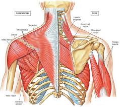 Your bones, joints, and muscles make up your muscular and skeletal systems. Do You Want A Wide Thick And Strong Back Then Here We Have Just The Exercises And Workouts For You For Most Majo Yoga Anatomy Muscle Anatomy Massage Therapy