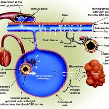 Image result for CSF Blood