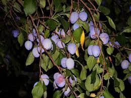 Das aroma unterscheidet sich von der natürlichen reifung am baum. Die Zwetschgen Werden Reif Und Sind Voller Maden Foto Bild Pflanzen Pilze Flechten Fruchte Und Beeren Fruchte Samen Bilder Auf Fotocommunity