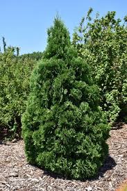 The Best Rooting Hormone Options Today - Top Picks By Bob Vila