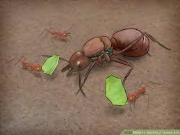 How To Identify A Queen Ant 7 Steps With Pictures Wikihow