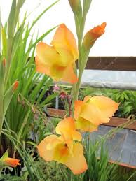 Image result for Gladiolus dalenii