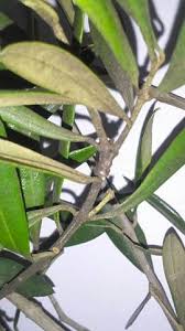 باحثون في أوكسفورد يطورون لقاحا فعالا ضد الملاريا. ÙØ·Ø± Ø§Ù„Ø¹ÙÙ† Ø§Ù„Ø§Ø³ÙˆØ¯ Ù…Ø¹Ø§ Ù„ØºØ±Ø§Ø³Ø© Ù…Ù„ÙŠÙˆÙ† Ø²ÙŠØªÙˆÙ†Ø© ÙƒÙ„ Ø¹ÙŠØ¯ Ø´Ø¬Ø±Ø© Facebook