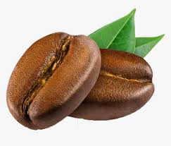 Coffee Bean Png Transparent Png Kindpng # coffee bean png & psd images. coffee bean png transparent png kindpng