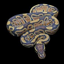Make sure to get your perfect ball python from bhb reptiles. Ball Python Morphs For Sale Wilbanks Captive Bred Reptiles