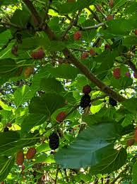 Volk 3853 new holland road Trying To Identify Mulberry Tree Northwest Pa Sfwtrees