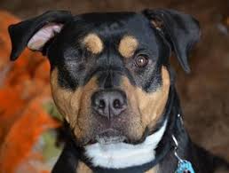 Check spelling or type a new query. September Cover Dog Contest Calling All Foster Pups