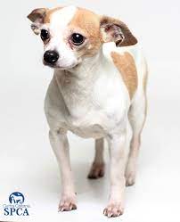 View our photo gallery of blue & lavender chihuahua puppies. Linden Id 23944326 6 Year Old Male White And Tan Chihuahua Blend Central California Spca Fresno Ca