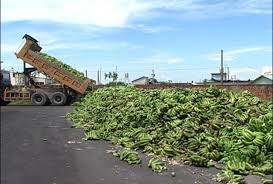 「香蕉採收過程」的圖片搜尋結果