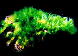 Image result for Styppeiochloa