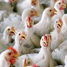 Inhumans, bird flu causes respiratory symptoms like cough, cold. Poultry Farmers Urged To Be On High Alert For Signs Of Bird Flu