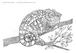The Chameleon Coloring Page Super Detailed Chameleon Color Coloring Pages Pattern Coloring Pages