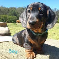 Teacup Dachshund Puppies For Sale Near Me Miniature Dachshund Puppies For Sale Near Me Dachshund Puppy Miniature Dachshund Puppies Dachshund Puppies For Sale