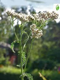 Jun 25, 2021 · laajalti tunnettuja kiroheiniä olivat siankärsämö ja poimulehti. Yarrow Achillea Millefolium Flowers Naturegate