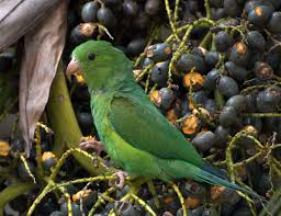 We did not find results for: Datei Plain Parakeet Brotogeris Tirica Eating Fruit In Tree Jpg Wikipedia
